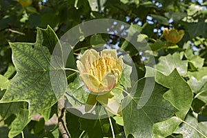 Branch with flower of Liriodendron tulipifera