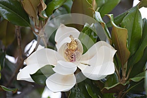 Branch with a flower of white magnolia close up