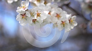 Branch flowering almonds