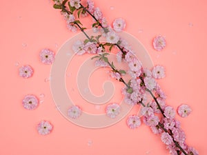 A branch of a flowering almonds trilobate on a pink background photo