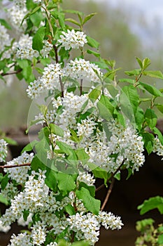 A branch of a flowering bird cherry tree