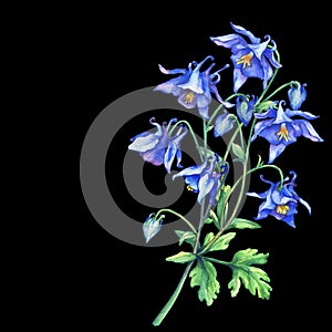 The branch flowering blue Aquilegia common names: granny`s bonnet or columbine.