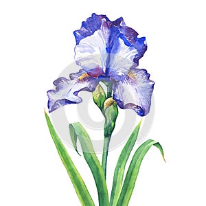 The branch flowering blue Iris.