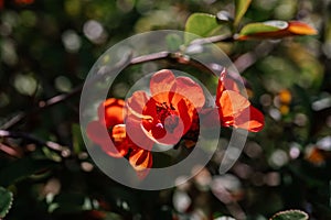 A branch of flowering chaenomeles in a Japanese garden in spring.