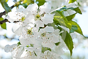 A branch of flowering cherry with blossoming white flowers