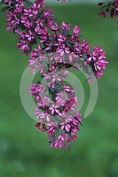 A branch of a flowering decorative apple tree on a blurred green background