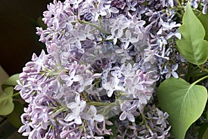 Branch of flowering lilac close up