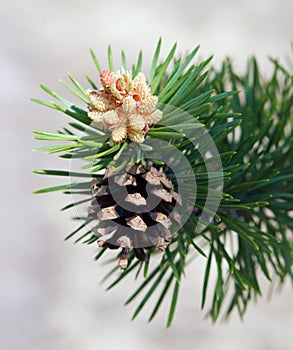 A branch of a flowering pine tree with a cone.