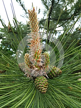 a branch of a flowering pine tree with small green cones close-up