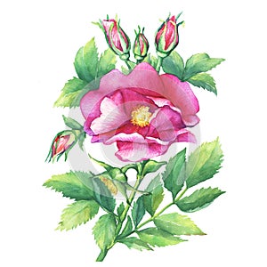 The branch flowering pink rose names: dog rose, rosa canina, Japanese rose, Rosa rugosa, sweet briar, eglantine, isolated on whi