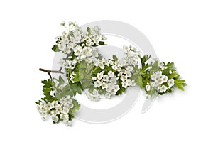 Branch of flowering Thornapple