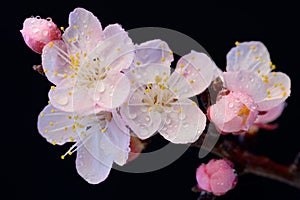 A branch of a flowering tree with drops of dew or rain. Pink apricot or cherry on a black isolated background, macro