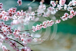 A branch of a flowering tree with white flowers.