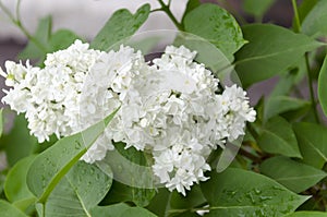 Branch of flowering white lilac