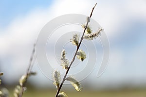 Branch of flowering willow against the sky