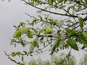 A branch of a flowering willow close up