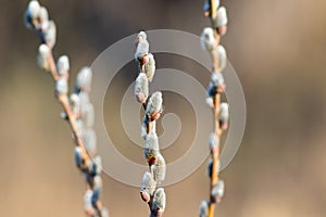 A branch of flowering willow tree on flat background. Willow catkins
