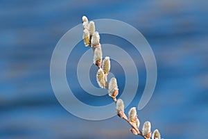 A branch of flowering willow tree on flat background. Willow catkins. A branch against the river