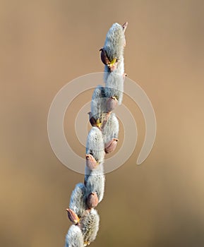 A branch of flowering willow tree on flat background. Willow catkins. A branch on a flat background