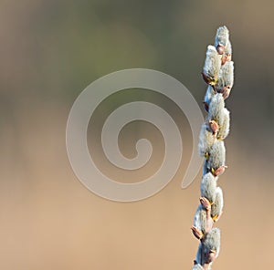 A branch of flowering willow tree on flat background. Willow catkins. Place for text