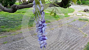A branch of flowering wisteria