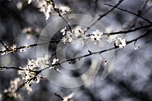 Branch with flowers against the sky.