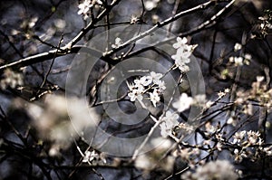 Branch with flowers against the sky.