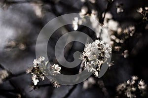 Branch with flowers against the sky.