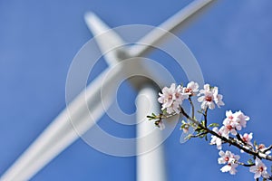 branch of almond blossoms and background a defocused wind turbine photo