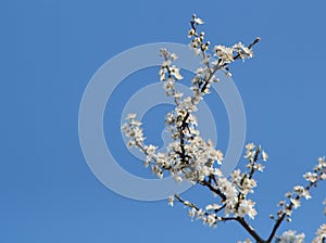 Branch with flowers on clear blue sky