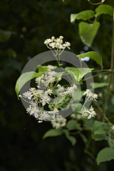 Branch with flowers of Clematis vitalba climber