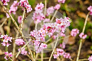 Branch with flowers of Daphne mezereum photographed in nature