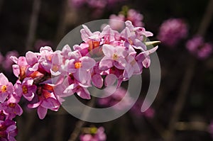 Branch with flowers of Daphne mezereum photographed in nature