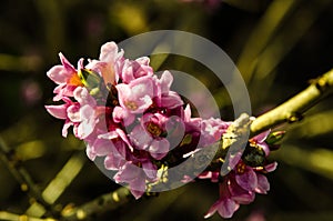 Branch with flowers of Daphne mezereum photographed in nature