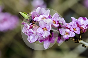 Branch with flowers of Daphne mezereum photographed in nature