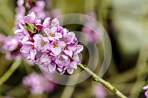 Branch with flowers of Daphne mezereum photographed in nature