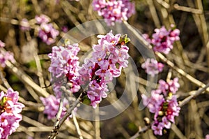 Branch with flowers of Daphne mezereum photographed in nature