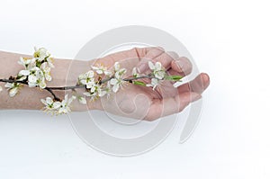 branch with flowers on the hand, hand care, moisturizing and softening the skin