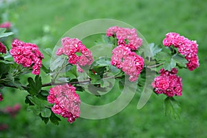 Branch with flowers of a hawthorn blood-red Crataegus sanguinea Pall photo