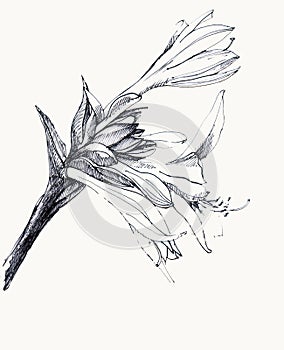 Branch Flowers Lily. Graphic Illustration for Design.