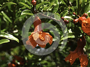Branch with flowers and ovary of fruit of a pomegranate tree close-up on a background of green foliage