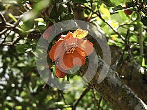 Branch with flowers and ovary of fruit of a pomegranate tree close-up on a background of green foliage