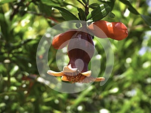 Branch with flowers and ovary of fruit of a pomegranate tree close-up on a background of green foliage