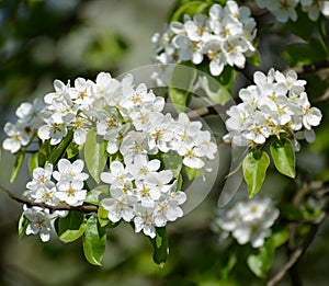 Branch with flowers of a pear ordinary Pyrus communis L., clos up