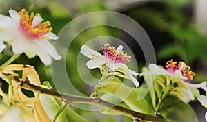 Branch with flowers of Pereskia aculeata in the garden