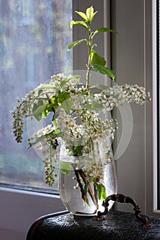 Branch with flowers Prunus padus on the windowsill in a transparent vessel