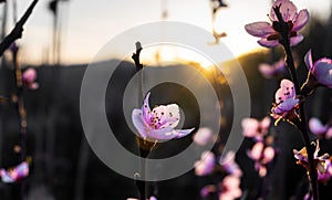 Branch with flowers. Spring flowering trees.