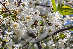 Branch flowers in spring, Spring Snow Crabapple tree blossom close-up in full bloom with visible stamen and a slight pink hue