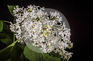 Branch with flowers of white lilac isolated on black background