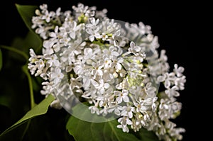 Branch with flowers of white lilac isolated on black background